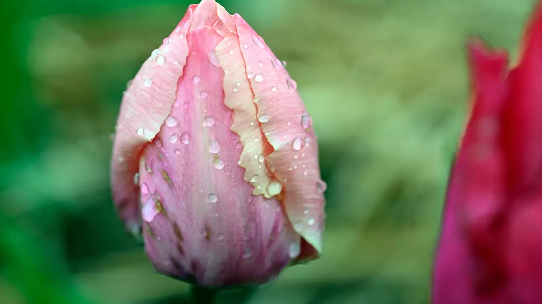 Warme Temperaturen kombiniert mit Wolken und möglichen Schauern: Zum Spaziergang an Ostern bietet es sich an, den Regenschirm einzupacken. - Bild: Roberto Pfeil/dpa
