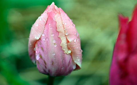 Warme Temperaturen kombiniert mit Wolken und möglichen Schauern: Zum Spaziergang an Ostern bietet es sich an, den Regenschirm einzupacken. - Foto: Roberto Pfeil/dpa