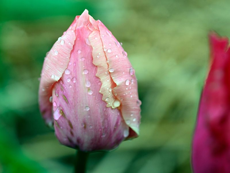Warme Temperaturen kombiniert mit Wolken und möglichen Schauern: Zum Spaziergang an Ostern bietet es sich an, den Regenschirm einzupacken. - Foto: Roberto Pfeil/dpa