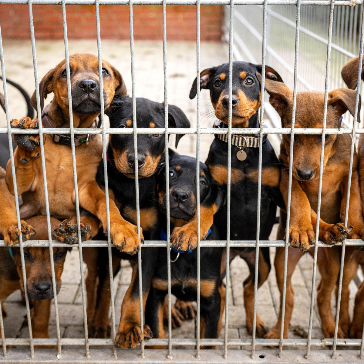 Hunde lehnen an dem Gitter eines Zwingers in einem Tierheim. Viele deutsche Tierheime sind überfüllt, manche haben sogar einen Aufnahmestopp verhängt. - Foto: Sina Schuldt/dpa