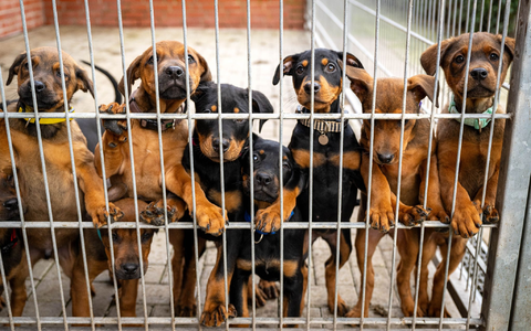 Hunde lehnen an dem Gitter eines Zwingers in einem Tierheim. Viele deutsche Tierheime sind überfüllt, manche haben sogar einen Aufnahmestopp verhängt. - Foto: Sina Schuldt/dpa