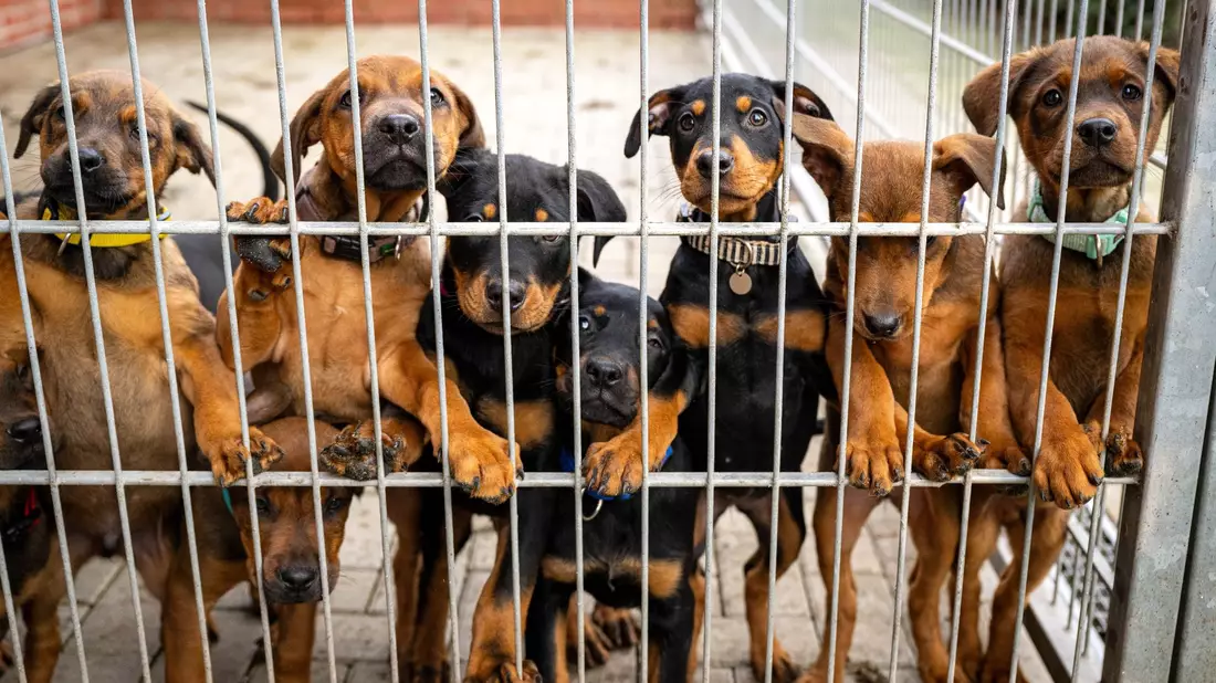 Viele deutsche Tierheime sind überfüllt, manche haben sogar einen Aufnahmestopp verhängt. - Bild: Sina Schuldt/dpa