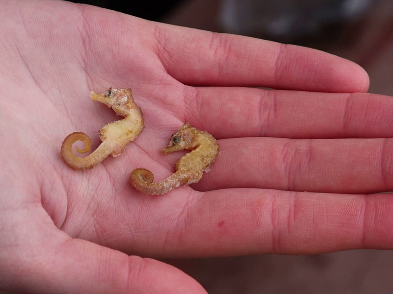 Diese zwei Kurzschnäuzigen Seepferdchen («Hippocampus hippocampus») wurden auf Wangerooge gefunden. - Foto: Peter Kuchenbuch-Hanken/dpa