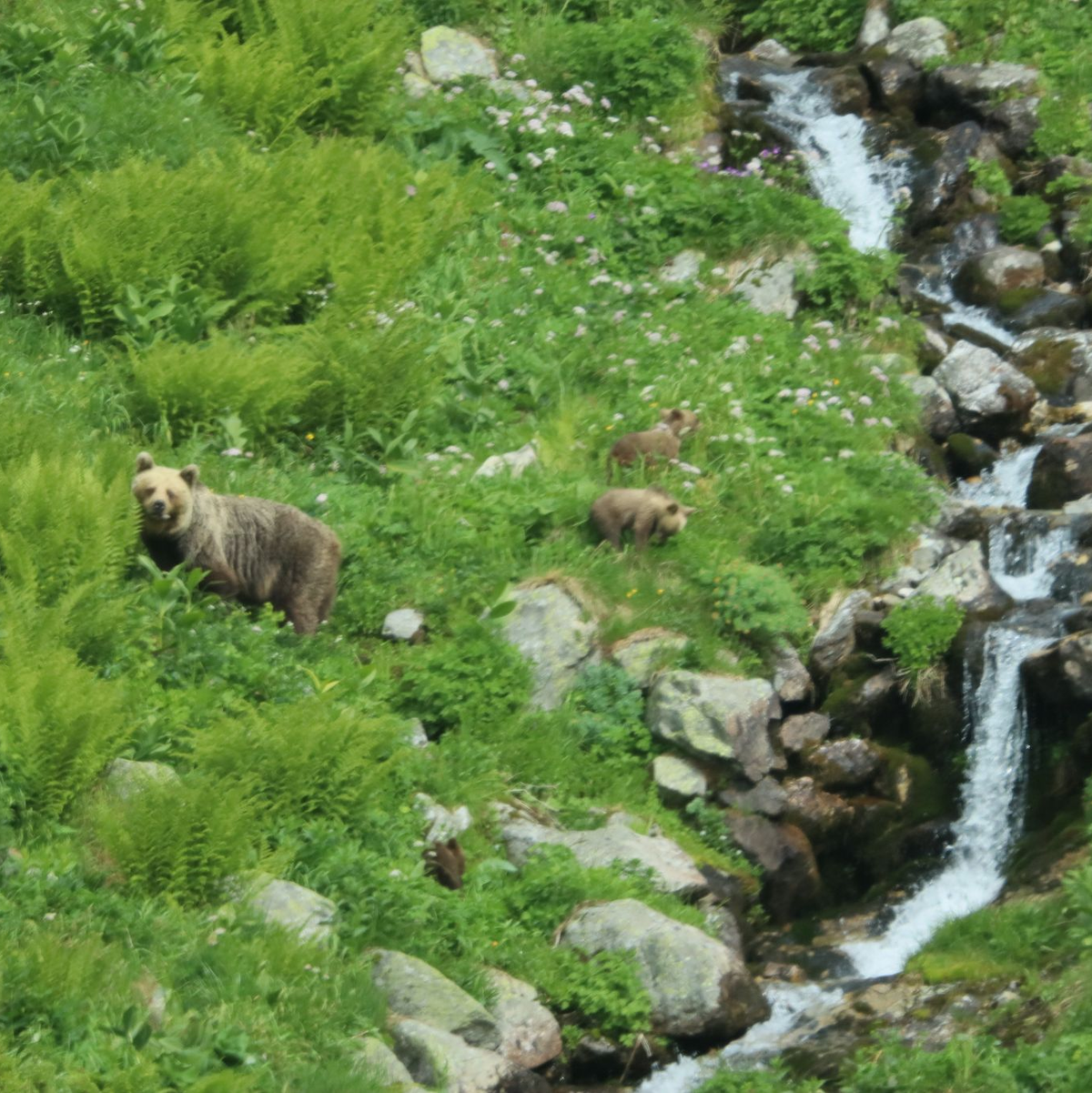 Ein Bär mit seinem Nachwuchs in einem Tal in der Westtatra in der Slowakei (Symbolbild). - Foto: Erik Äevëìk/tasr/dpa