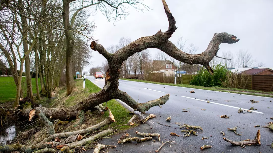 In Südpolen musste die Feuerwehr bei mehr als 140 Einsätzen ausrücken. Zahlreiche Straßen waren durch umgestürzte Bäume blockiert (Symbolbild). - Bild: Hauke-Christian Dittrich/dpa