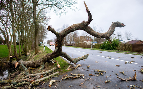 In Südpolen musste die Feuerwehr bei mehr als 140 Einsätzen ausrücken. Zahlreiche Straßen waren durch umgestürzte Bäume blockiert (Symbolbild). - Foto: Hauke-Christian Dittrich/dpa