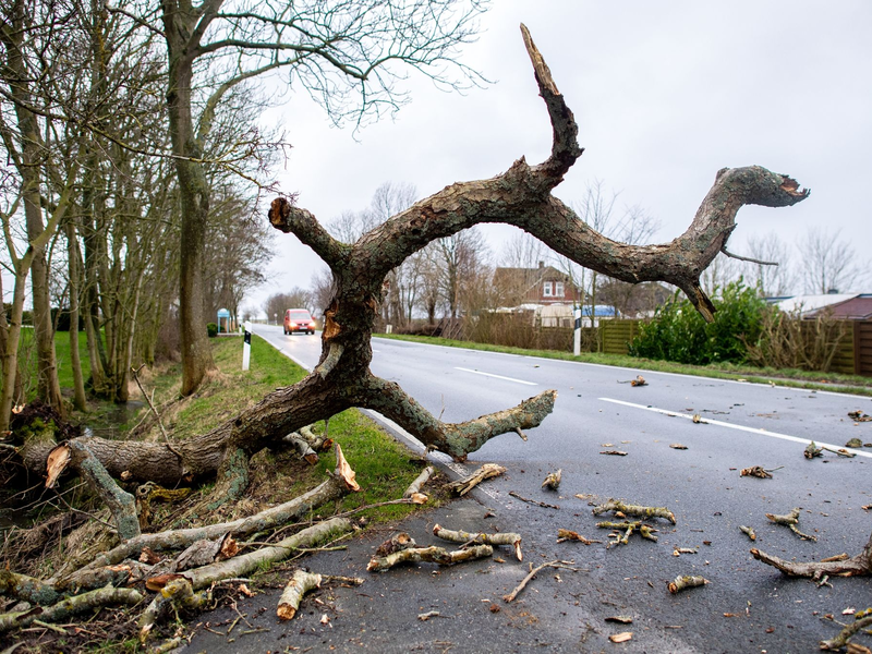 In Südpolen musste die Feuerwehr bei mehr als 140 Einsätzen ausrücken. Zahlreiche Straßen waren durch umgestürzte Bäume blockiert (Symbolbild). - Foto: Hauke-Christian Dittrich/dpa