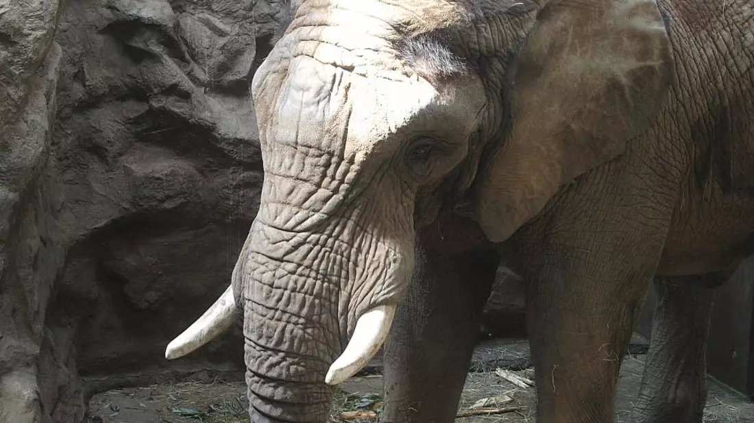 Elefant (Archiv) - Bild: über dts Nachrichtenagentur