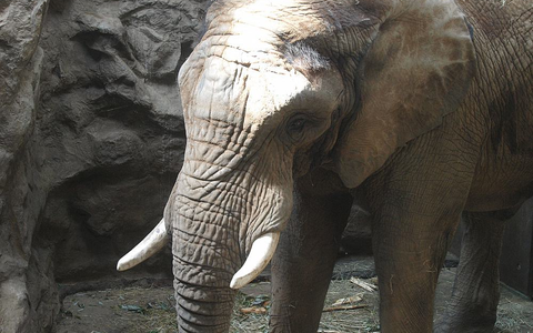 Elefant (Archiv) - Foto: über dts Nachrichtenagentur