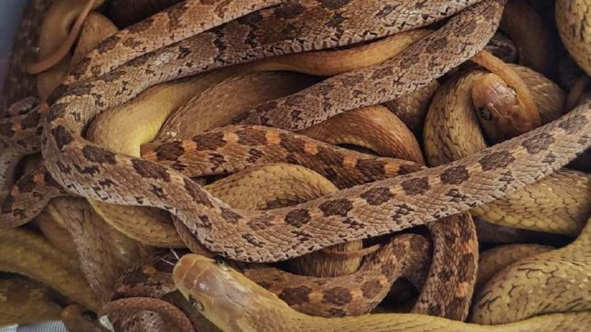 POL-DN: Zivilkräfte der Polizei entdecken illegalen Tiertransport - Foto: presseportal.de