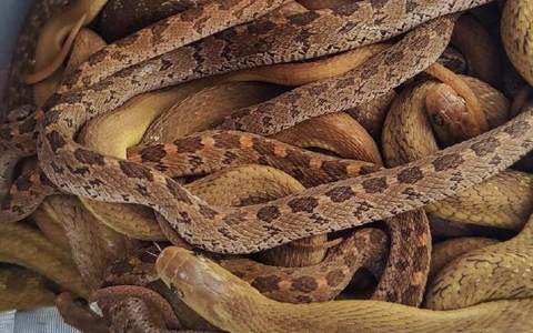 POL-DN: Zivilkräfte der Polizei entdecken illegalen Tiertransport - Foto: presseportal.de