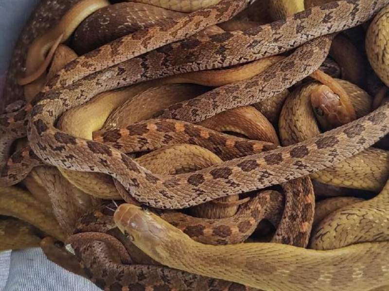 POL-DN: Zivilkräfte der Polizei entdecken illegalen Tiertransport - Foto: presseportal.de