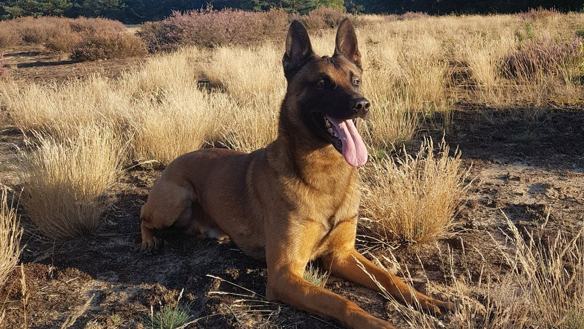 POL-DO: Diensthund Knox spürte lebensgefährlich unterkühlte Seniorin auf - Polizei dankt Dorstfelder Bürgerinnen und Bürgern für engagierte Hilfe - Foto: presseportal.de