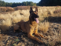 POL-DO: Diensthund Knox spürte lebensgefährlich unterkühlte Seniorin auf - Polizei dankt Dorstfelder Bürgerinnen und Bürgern für engagierte Hilfe - Foto: presseportal.de