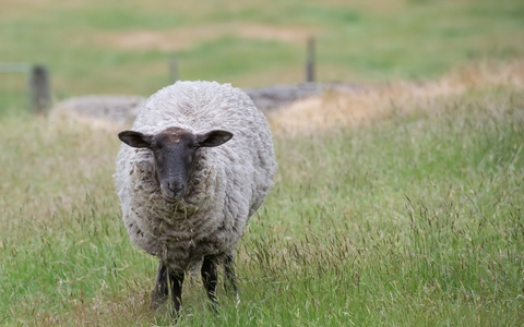 POL-SE: Halstenbek - Polizei auf der Suche nach Suffolk-Schaf - Foto: presseportal.de