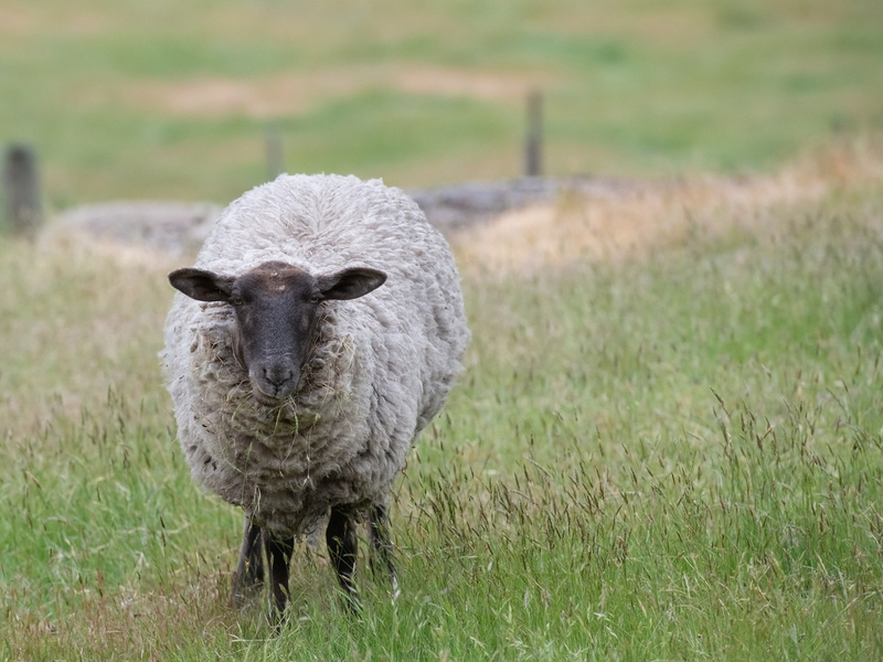 POL-SE: Halstenbek - Polizei auf der Suche nach Suffolk-Schaf - Foto: presseportal.de