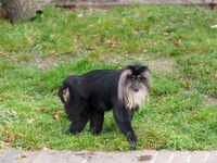 Das 15 Jahre alte Bartaffenweibchen Ruma ist gestohlen worden. - Foto: Zoo Leipzig/dpa