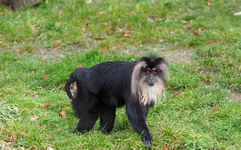 Das 15 Jahre alte Bartaffenweibchen Ruma ist gestohlen worden. - Foto: Zoo Leipzig/dpa