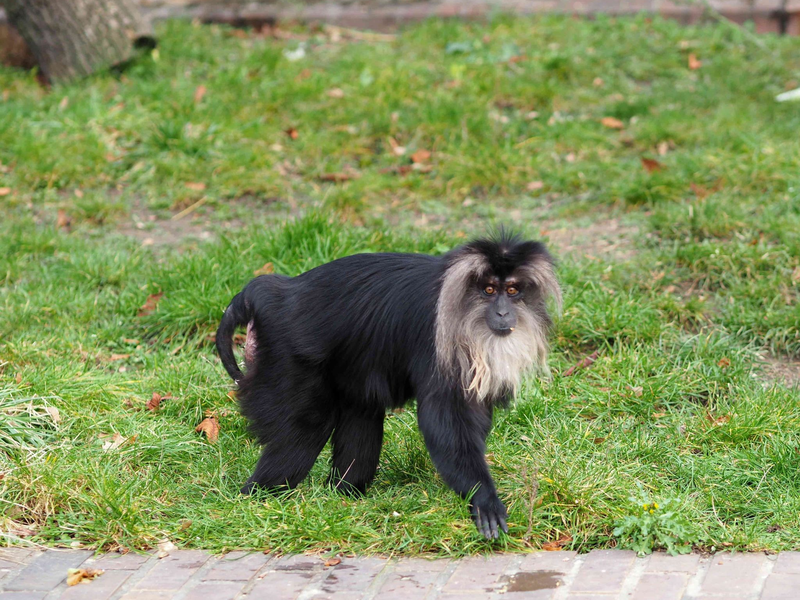 Das 15 Jahre alte Bartaffenweibchen Ruma ist gestohlen worden. - Foto: Zoo Leipzig/dpa