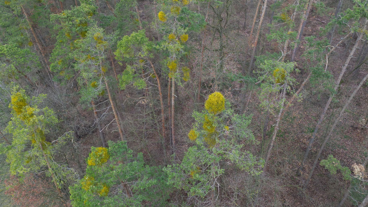 Kiefern sind hauptsächlich im Norden Bayerns verbreitet. - Foto: Daniel Löb/dpa