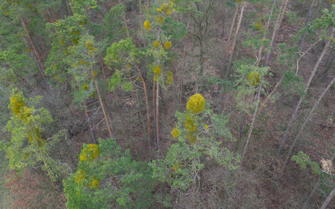Kiefern sind hauptsächlich im Norden Bayerns verbreitet. - Foto: Daniel Löb/dpa