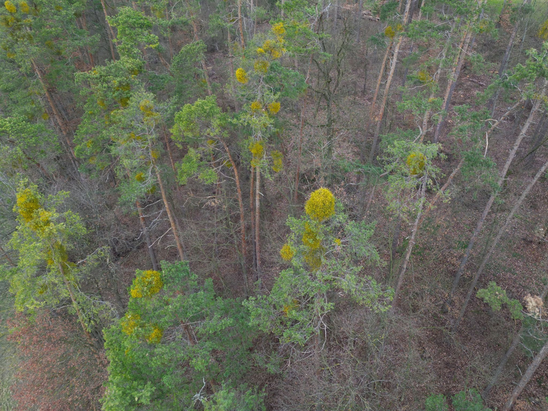 Kiefern sind hauptsächlich im Norden Bayerns verbreitet. - Foto: Daniel Löb/dpa
