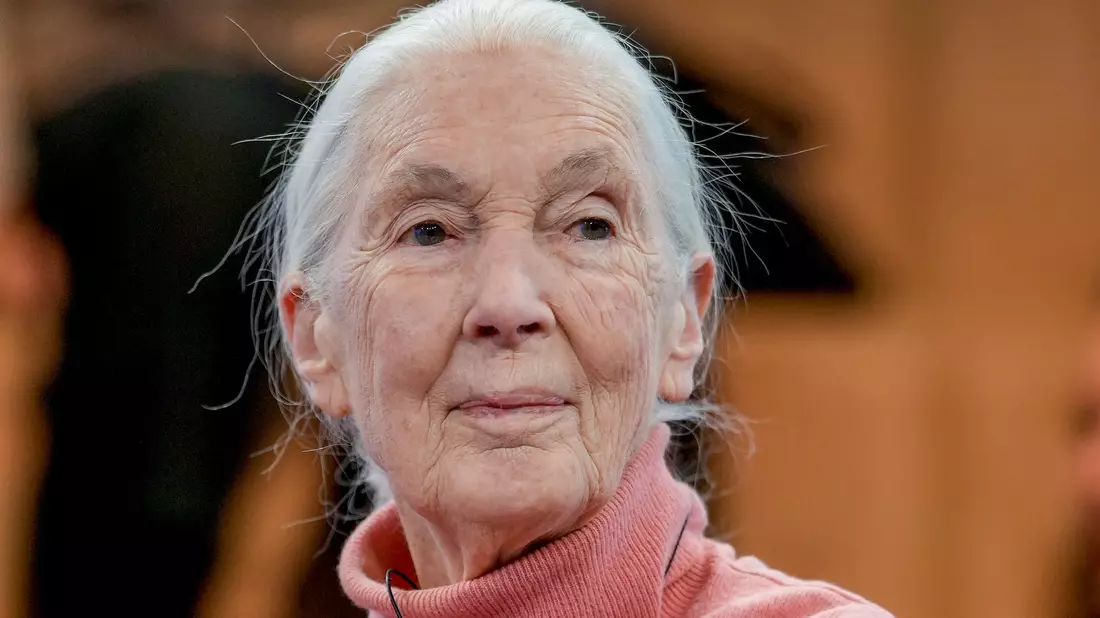 Primatenforscherin und Anthropologin Jane Goodall feiert ihren 90. Geburtstag. - Bild: Markus Schreiber/AP/dpa