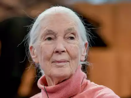 Primatenforscherin und Anthropologin Jane Goodall feiert ihren 90. Geburtstag. - Foto: Markus Schreiber/AP/dpa