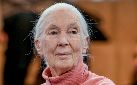 Primatenforscherin und Anthropologin Jane Goodall feiert ihren 90. Geburtstag. - Foto: Markus Schreiber/AP/dpa