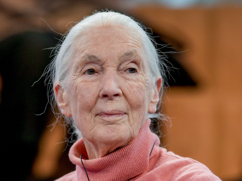 Primatenforscherin und Anthropologin Jane Goodall feiert ihren 90. Geburtstag. - Foto: Markus Schreiber/AP/dpa