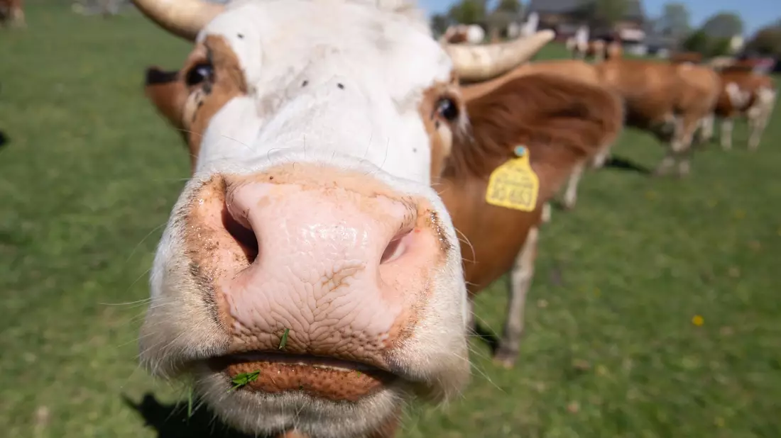 Immer mehr Höfe setzen auf ökologische Tierhaltung. - Bild: Sebastian Kahnert/dpa-Zentralbild/dpa