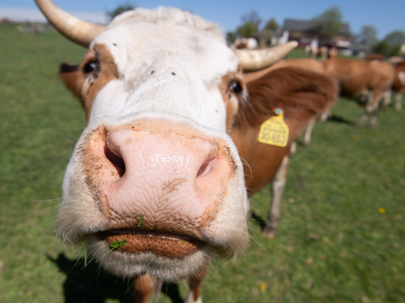 Immer mehr Höfe setzen auf ökologische Tierhaltung. - Foto: Sebastian Kahnert/dpa-Zentralbild/dpa