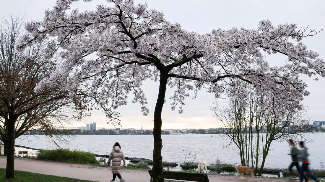Jogger und Spaziergänger sind am Morgen an der Alster unterwegs. - Bild: Christian Charisius/dpa