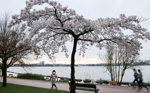 Jogger und Spaziergänger sind am Morgen an der Alster unterwegs. - Foto: Christian Charisius/dpa