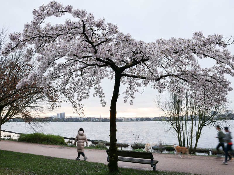 Jogger und Spaziergänger sind am Morgen an der Alster unterwegs. - Foto: Christian Charisius/dpa