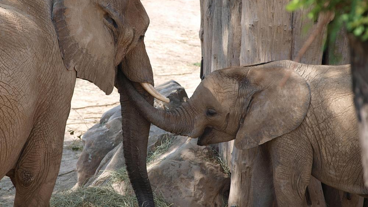 Elefanten (Archiv) - Foto: über dts Nachrichtenagentur
