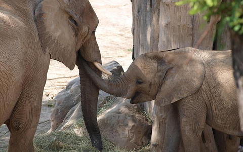 Elefanten (Archiv) - Foto: über dts Nachrichtenagentur