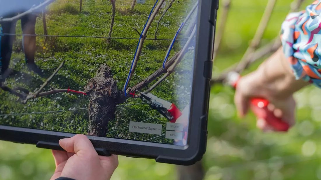 Das Display eines Tablets zeigt die Punkte, an dem die Rebe beschnitten werden soll. - Bild: Andreas Arnold/dpa
