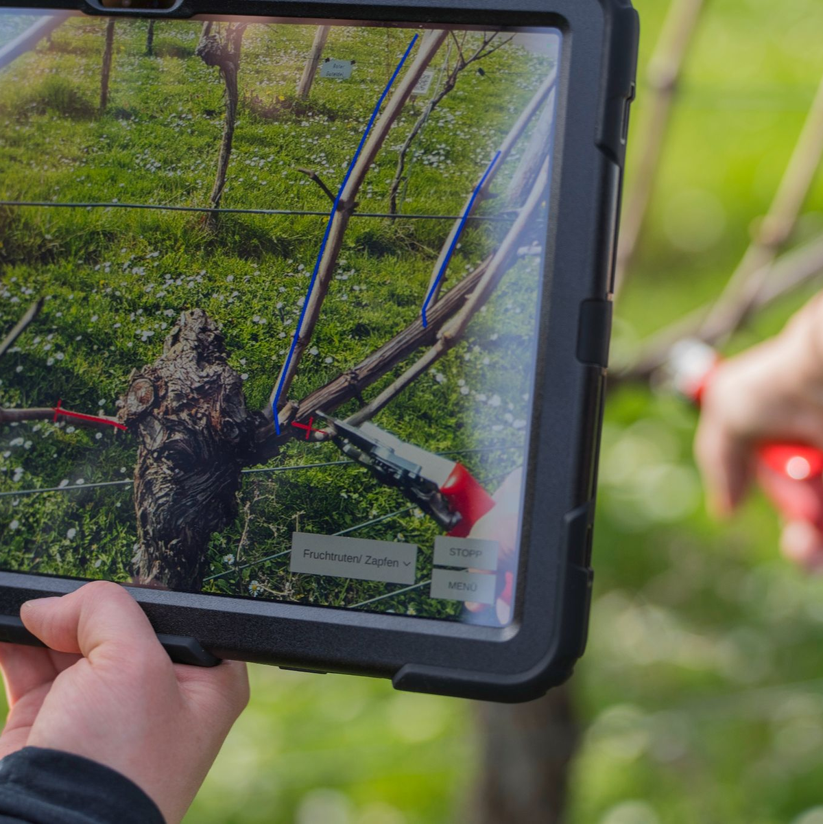 Das Display eines Tablets zeigt die Punkte, an dem die Rebe beschnitten werden soll. - Foto: Andreas Arnold/dpa