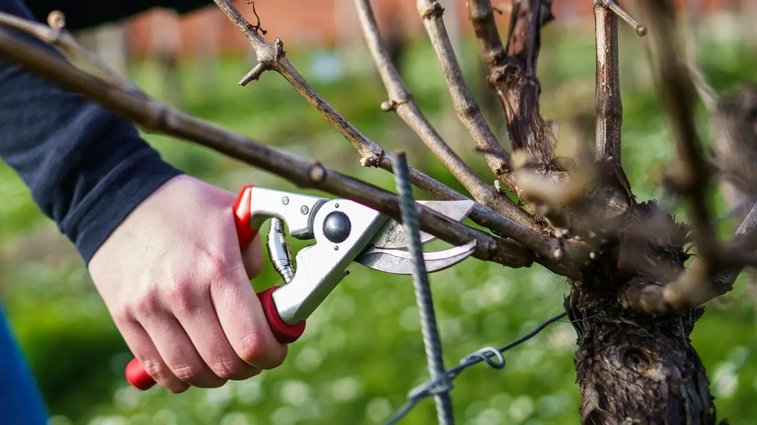 Eine Weinrebe wird nach KI-Vorgabe geschnitten. - Bild: Andreas Arnold/dpa