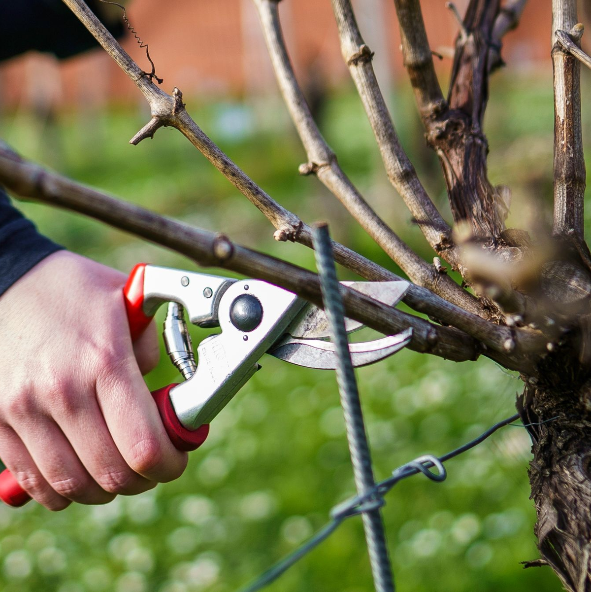 Eine Weinrebe wird nach KI-Vorgabe geschnitten. - Foto: Andreas Arnold/dpa