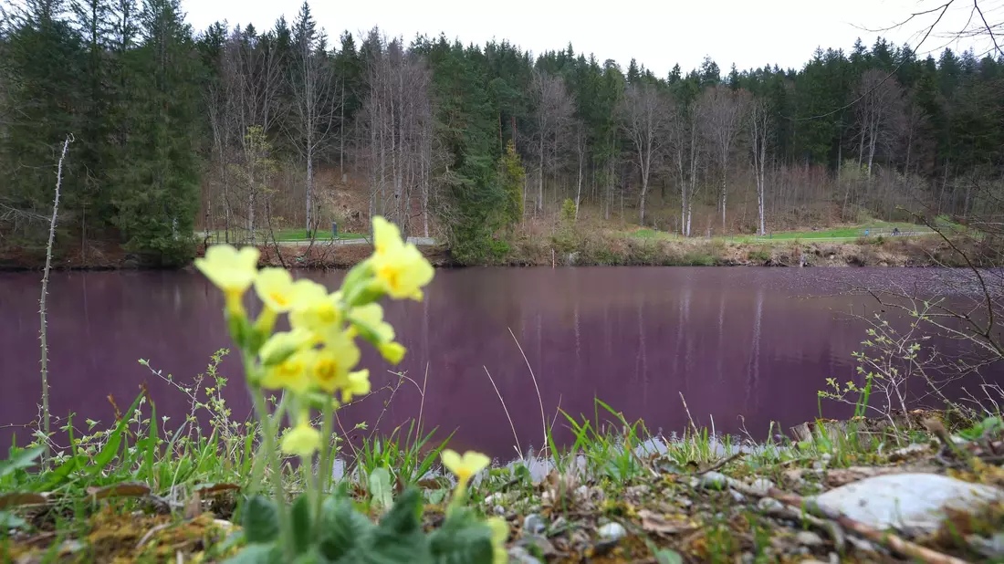 Lila gefärbt ist das Wasser des Gipsbruchweihers. Grund für die Farbe sind Bakterien, die in dem schwefelhaltigem Wasser blühen. - Bild: Karl-Josef Hildenbrand/dpa