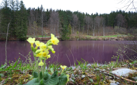 Lila gefärbt ist das Wasser des Gipsbruchweihers. Grund für die Farbe sind Bakterien, die in dem schwefelhaltigem Wasser blühen. - Foto: Karl-Josef Hildenbrand/dpa