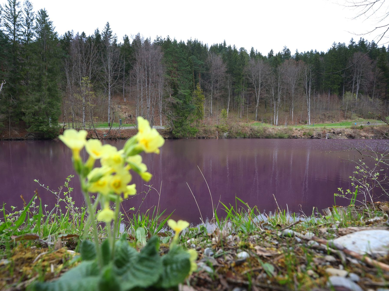 Lila gefärbt ist das Wasser des Gipsbruchweihers. Grund für die Farbe sind Bakterien, die in dem schwefelhaltigem Wasser blühen. - Foto: Karl-Josef Hildenbrand/dpa