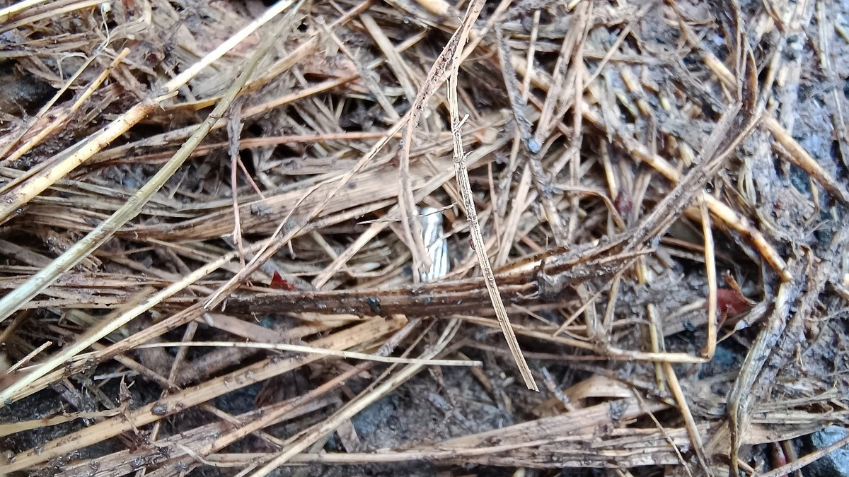 POL-PDMT: Nachtrag zu gefährlicher Eingriff in den Straßenverkehr durch Verbreiten von Nägeln in Enspel - Foto: presseportal.de
