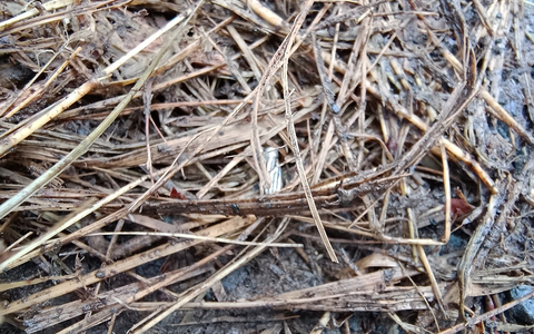 POL-PDMT: Nachtrag zu gefährlicher Eingriff in den Straßenverkehr durch Verbreiten von Nägeln in Enspel - Foto: presseportal.de