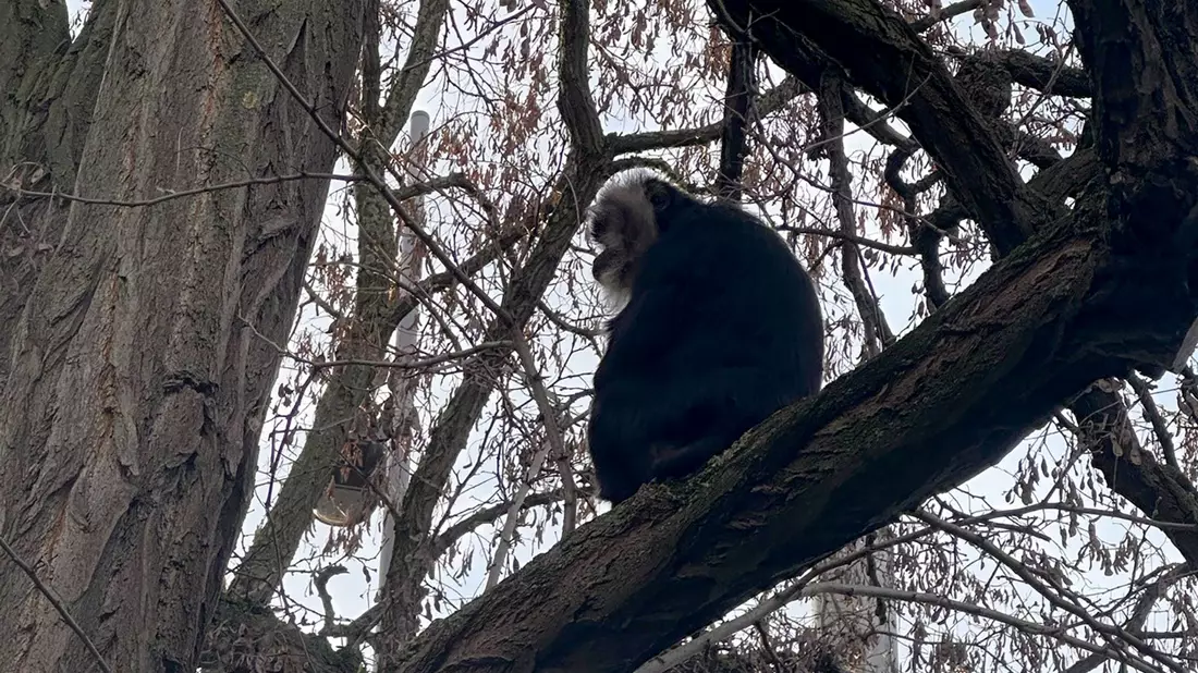 Der aus dem Zoo Leipzig gestohlene Bartaffe Ruma wurde wiedergefunden. - Bild: Zoo Leipzig/dpa