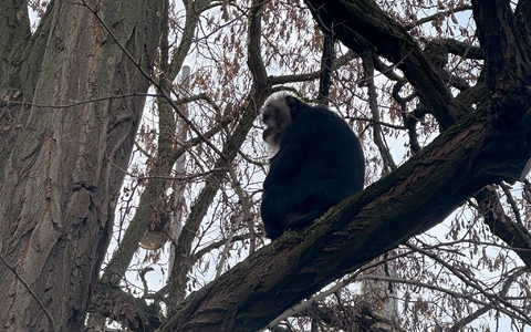 Der aus dem Zoo Leipzig gestohlene Bartaffe Ruma wurde wiedergefunden. - Foto: Zoo Leipzig/dpa