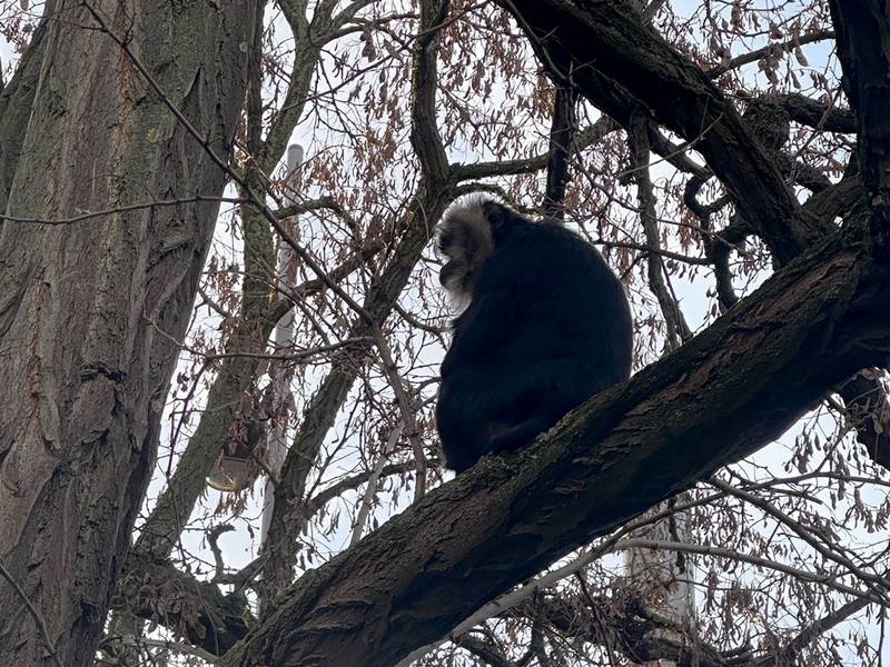 Der aus dem Zoo Leipzig gestohlene Bartaffe Ruma wurde wiedergefunden. - Foto: Zoo Leipzig/dpa