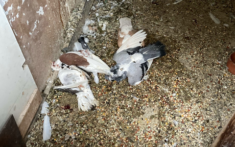 POL-NI: Wer kennt diese Tauben? - Foto: presseportal.de